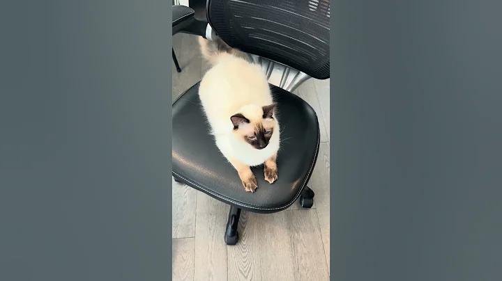 Watch the video about Chair stealer! #catvideos #siamese #balinese