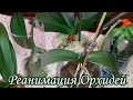 Реанимация Орхидей | Ph. Papagayo, Ph. Day Tripper, Ph. Sweet Girl, Ph. Mukalla, Ph. Multiflora