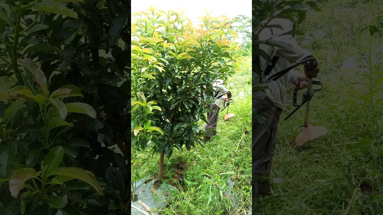 alpukat sehat! pembersihan gulma rutin 4 bln sekali 