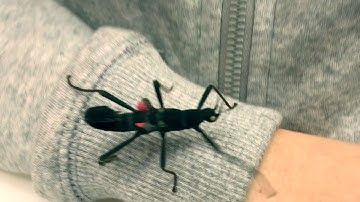 RTÉ 2fm, Bugs and Selfies! RTÉ at BTYSTE 2017