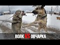 Волк VS Овчарка. На прогулке Восточник атакует волчицу, но он не ожидал такого отпора !