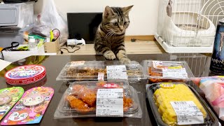 新しいテーブルが届いたので猫と宴会したら楽しすぎたw