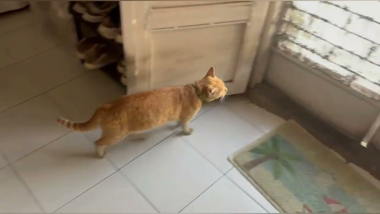 Cat Understands Human Language & Responds😊