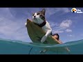 This hawaiian cat loves surfing with his parents  the dodo