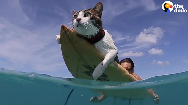 This Hawaiian Cat Loves Surfing With His Parents |...