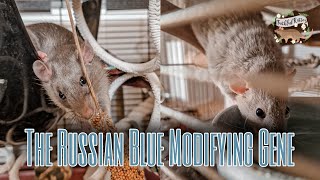 The Russian Blue Gene | Rat Genetics and Varieties