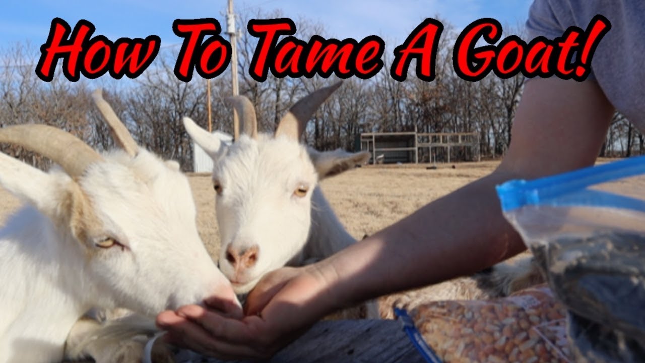 Treats For Goats, What Do They Prefer? YouTube