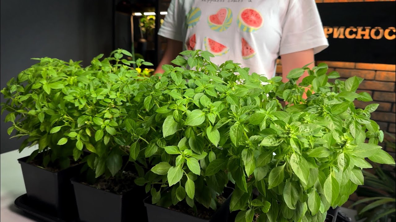 Найкращий спосіб посіву базиліку. Вирощування базиліку на підвіконні і у відкритому ґрунті.
