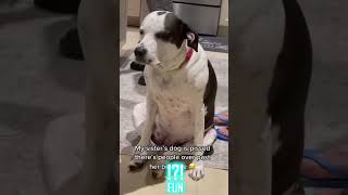 Funny dogs #shorts #dog