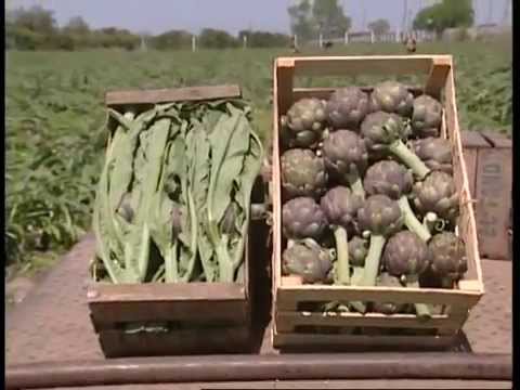 Video: Información sobre la alcachofa estrella imperial: Cultivo de alcachofas estrella imperial en los jardines