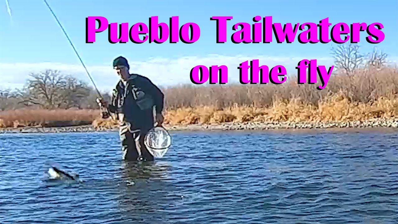 Ark Tailwaters in Pueblo winter Emerger Fly Fishing on the surface