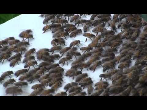 Video: Kā Bites Ražo Vasku