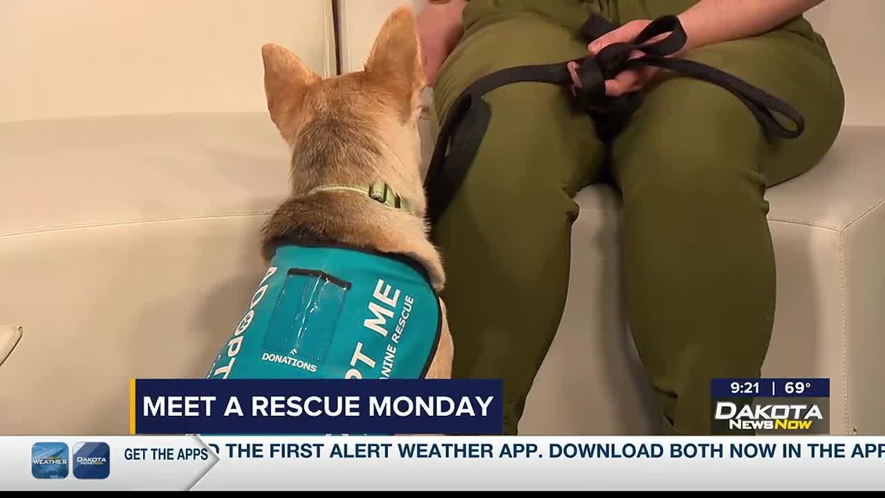 Meet a Rescue Monday: Kiowa - YouTube