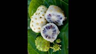 Tidak hanya pahit, buah ini memiliki aroma menyengat #mengkudu