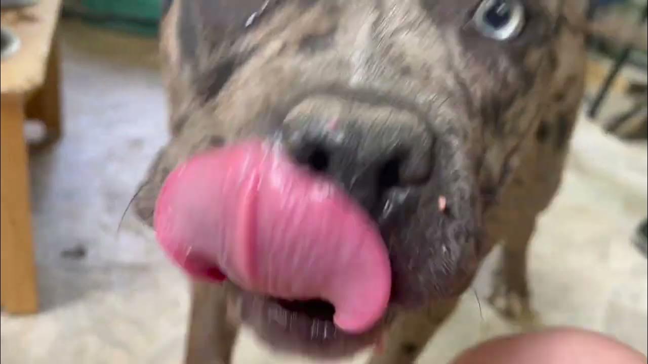 AMERICAN BULLY RAW FEED AND INTRO TO ALL THE DOGS IN OUR YARD YouTube american-bully-raw-feed-and-intro-to-all-the-dogs-in-our-yard-youtube