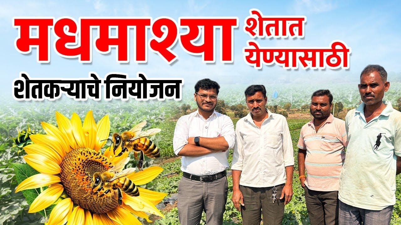 मधमाश्या येण्यासाठी शेतकऱ्याचे नियोजन madhmashi yenyasathi shetkaryache niyojan