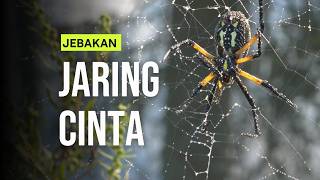 PEMBUNUH PENEBAR JARING CINTA