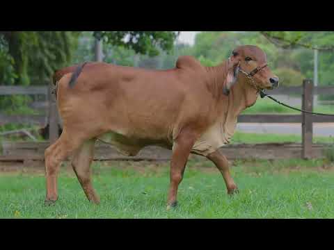 Lote 26 - RBBG1609