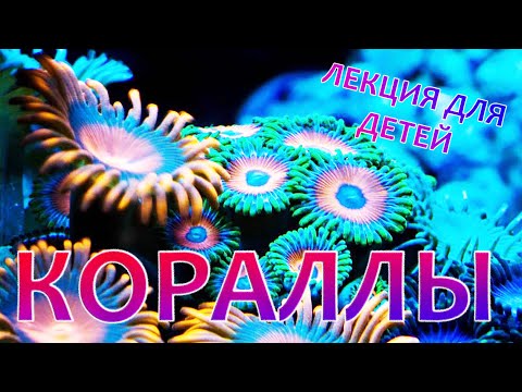 Лекция для детей 5+ "Кораллы"