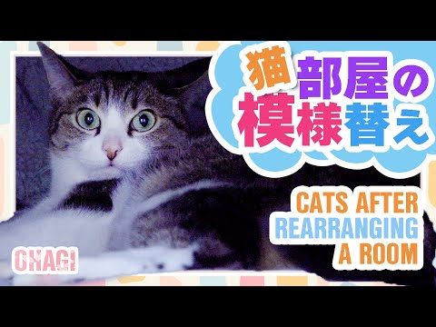 ねこ部屋の模様替え