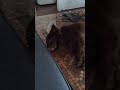 Baby Bear 🐻🩷: Sleeping Like an Angel 😇