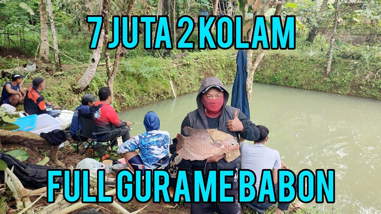 7 JUTA DUA KOLAM‼️FULL GURAME BABON BABON