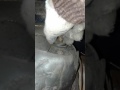 ОПОРНЫЙ ПОДШИПНИК\ BMW e36\ ЖЕСТЬ