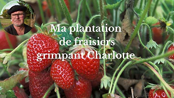 Quelle est la meilleure variété de fraisier ?