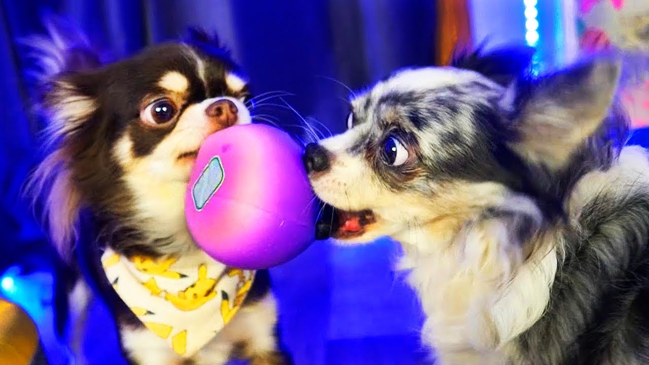 Картинки мэджик петс