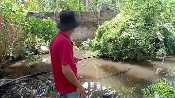 Câu Cá Rô Đồng Kho Tiêu.