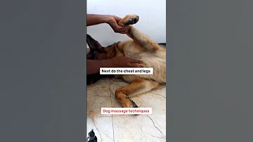 Dog Massage Techniques Shorts Dog 