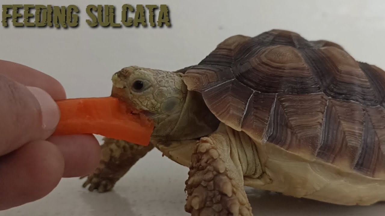 Vivid Can Sulcata Tortoises Eat Carrots Design in HD Vivid Can Sulcata Tortoises Eat Carrots Design in HD