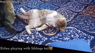 Kitten Playing With Sibling | Stray cats                  #catsofinstagram #lovestraycats #catlover