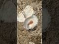 Nature’s plaster art at Sasihitlu! Empty shells that won’t budge. #shortsfeed #seashell #barnacles