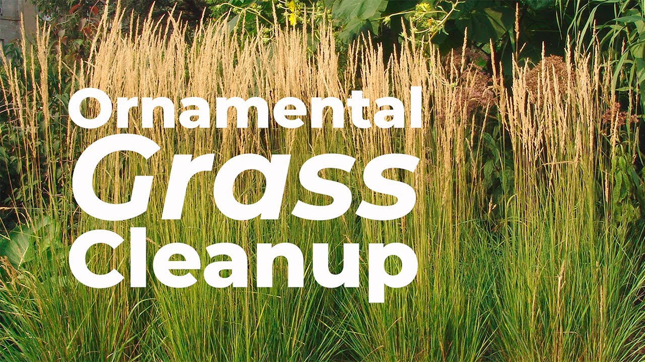 🌾 Ornamental Grass Cleanup 🌾 - YouTube