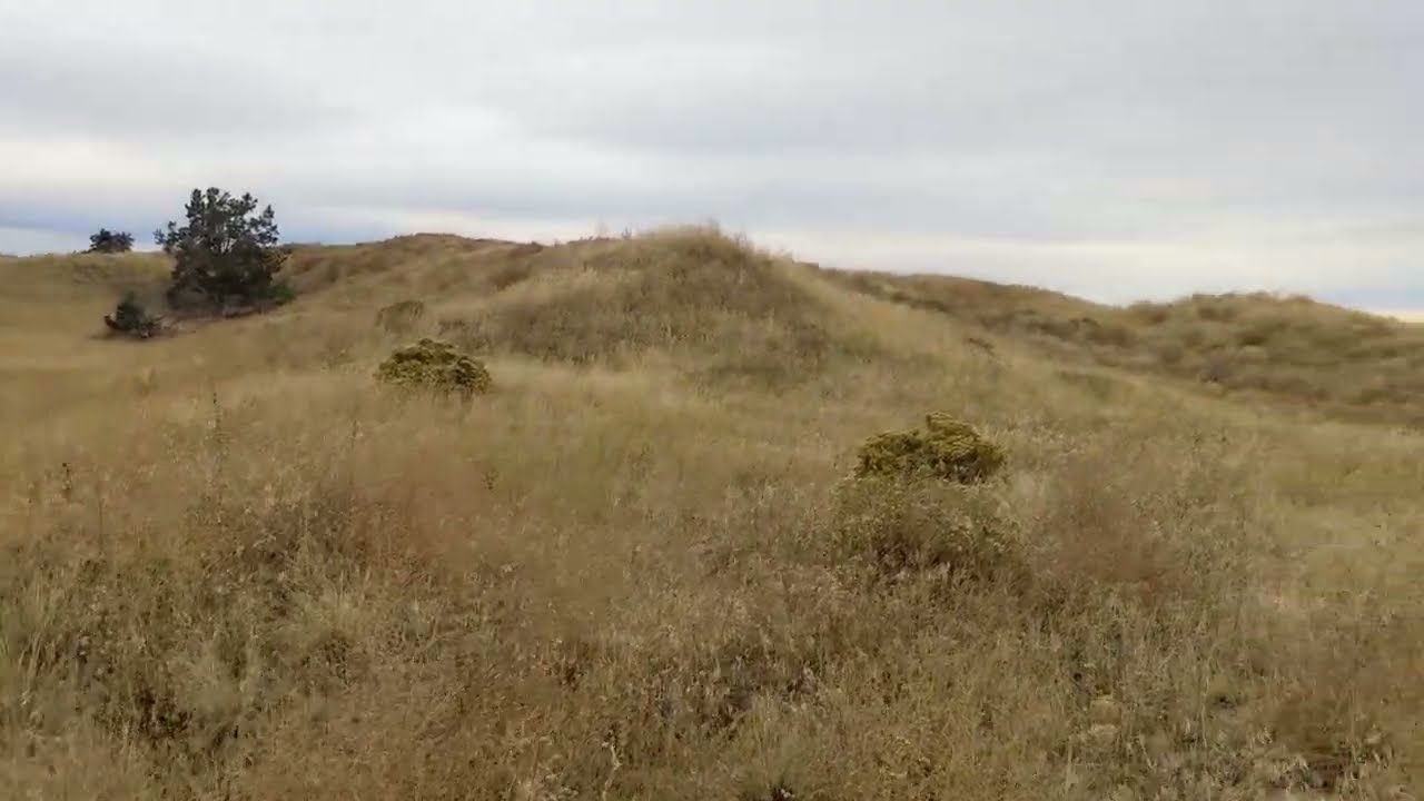 A Walk in Juniper Dunes Wilderness
