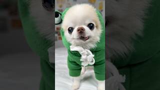 Rushing to show off my favourite dog costumes 😉 Which one is yours?