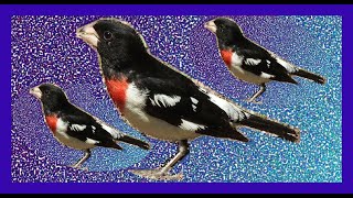 Rose-breasted Grosbeak Singing - Degollado/Picogrueso Pechirrosa Cantando - Pheucticus Ludovicianus