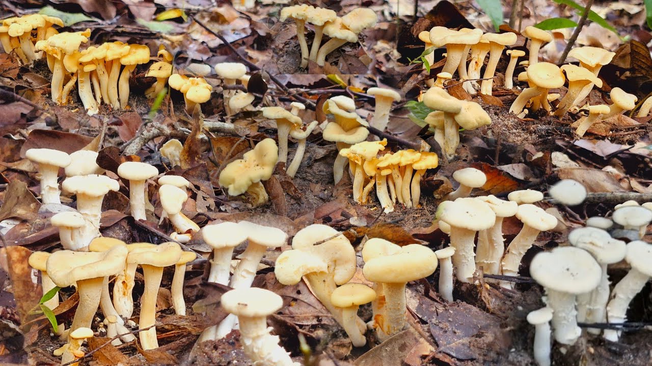 ขึ้นเขาปีนป่านสูงชันแต่หมานโพดโพเจอเห็ดมันปูเกิดเป็นหมู่เป็นกลุ่มเก็บจนมือชาหมานจนได้หาบ 28/สค/67