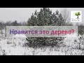 Где купить крупномерные деревья?