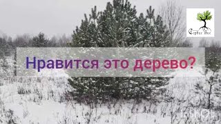 Где купить крупномерные деревья?