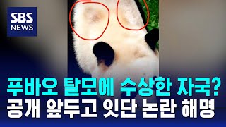 푸바오 탈모에 수상한 자국?…공개 앞두고 잇단 논란 해명 / SBS