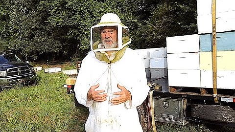 How To Split Bees