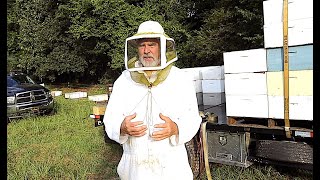 How To Split Bees