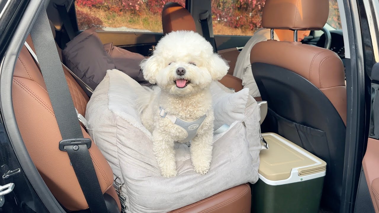 강아지 키우기 전으로 못 돌아갈 것 같아요