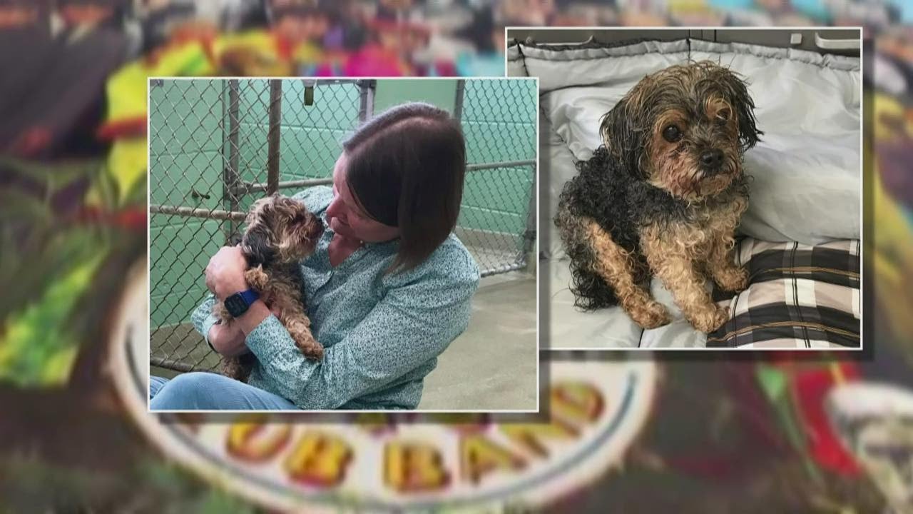 Dog found in Michigan, reunited with Florida owner, 7 years after being stolen