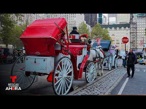 Ya es un hecho la prohibición de los icónicos carruajes del Central Park de Nueva York