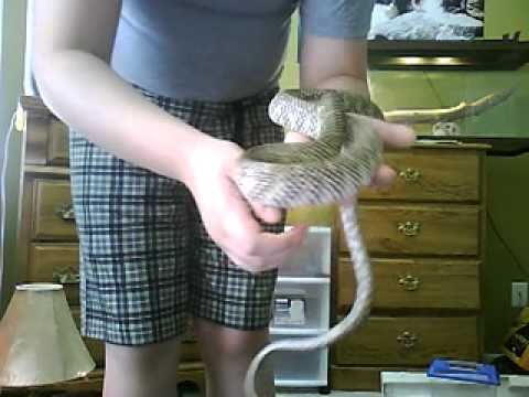 why him my 4ft florida kingsnake