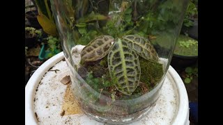 Cara Menyungkup Labisia Turtle Back Anti Melting
