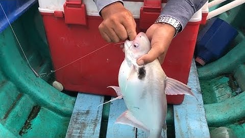 Mồi Câu Cá Vồ Đém Dính Bao Phê - Trứng Cá Mè